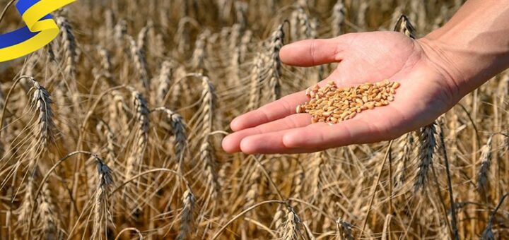 На фоні поля пшениці - в руці лежать зерна пшениці, зліва вгорі фото - жовто-блакитна стрічка