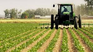 Трактор розпушує землю на полі з зеленою розсадою