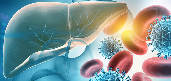 Схематично зображена печінка людини, праворуч від неї еритроцити крові та сині шари з шипами — вірус гепатиту
