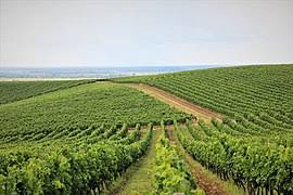 Поле виноградників