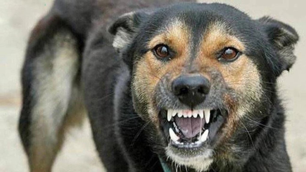 Відбулось позачергове засідання Державної надзвичайної протиепізоотичної комісії при Херсонській районній державній (військовій) адміністрації