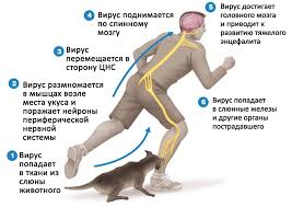 інфографіка, що зображує, як вірус сказу розповсюджується при укусі собаки за ногу: від місця укусу до головного мізку людини