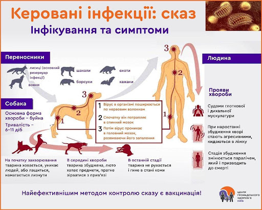 Інфографіка про інфекування та розповсюдження сказу від тварин до людини. Окремо зазначається, що найефективніший метод контролю сказу є вакцінація
