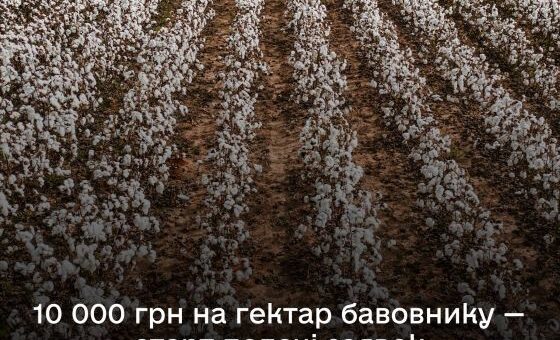 10 000 гривень за гектар бавовнику — стартує нова програма підтримки аграріїв Півдня