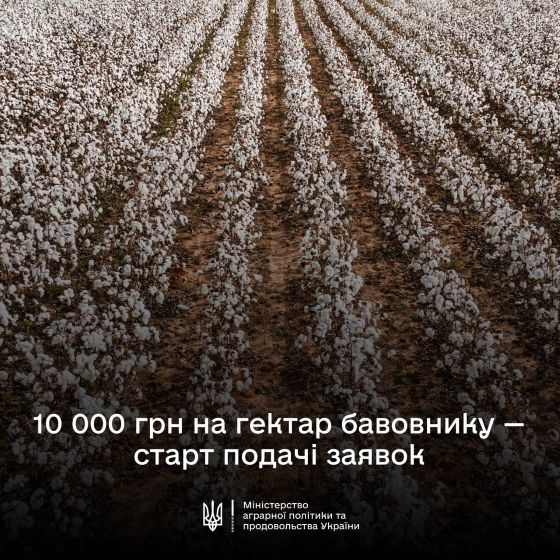 10 000 гривень за гектар бавовнику — стартує нова програма підтримки аграріїв Півдня
