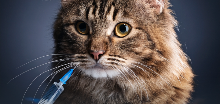 Знімок ілюструє тему щеплення тварин для профілактики сказу