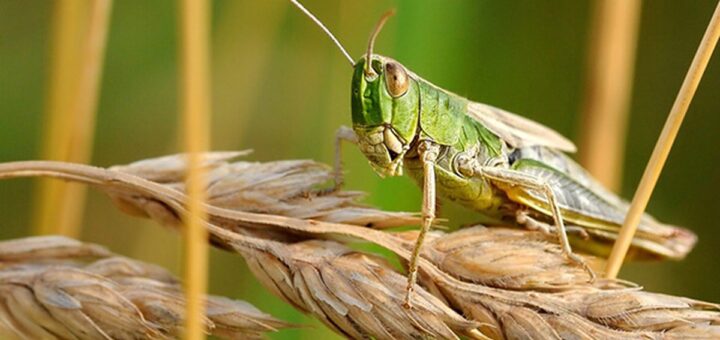 Сарана на колоску пшениці