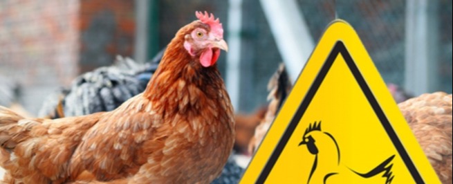 Грип птиці: симптоми, шляхи передачі та профілактика хвороби