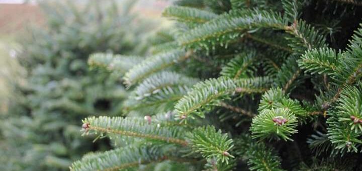 Стартувала Всеукраїнська природоохоронна операція «Новорічна ялинка»