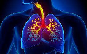 Ілюстрація дихальної системи людини: трахея, бронхи та легені у кольоровому зображенні