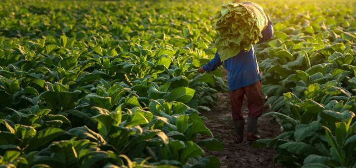 Людина йде між рядами густих зелених рослин на сільськогосподарському полі. На спині несе великий оберемок зібраного листя. Сонце низьке, тепле світло — ранковий чи вечірній час. Одяг — робочий, із гумовими чоботами.