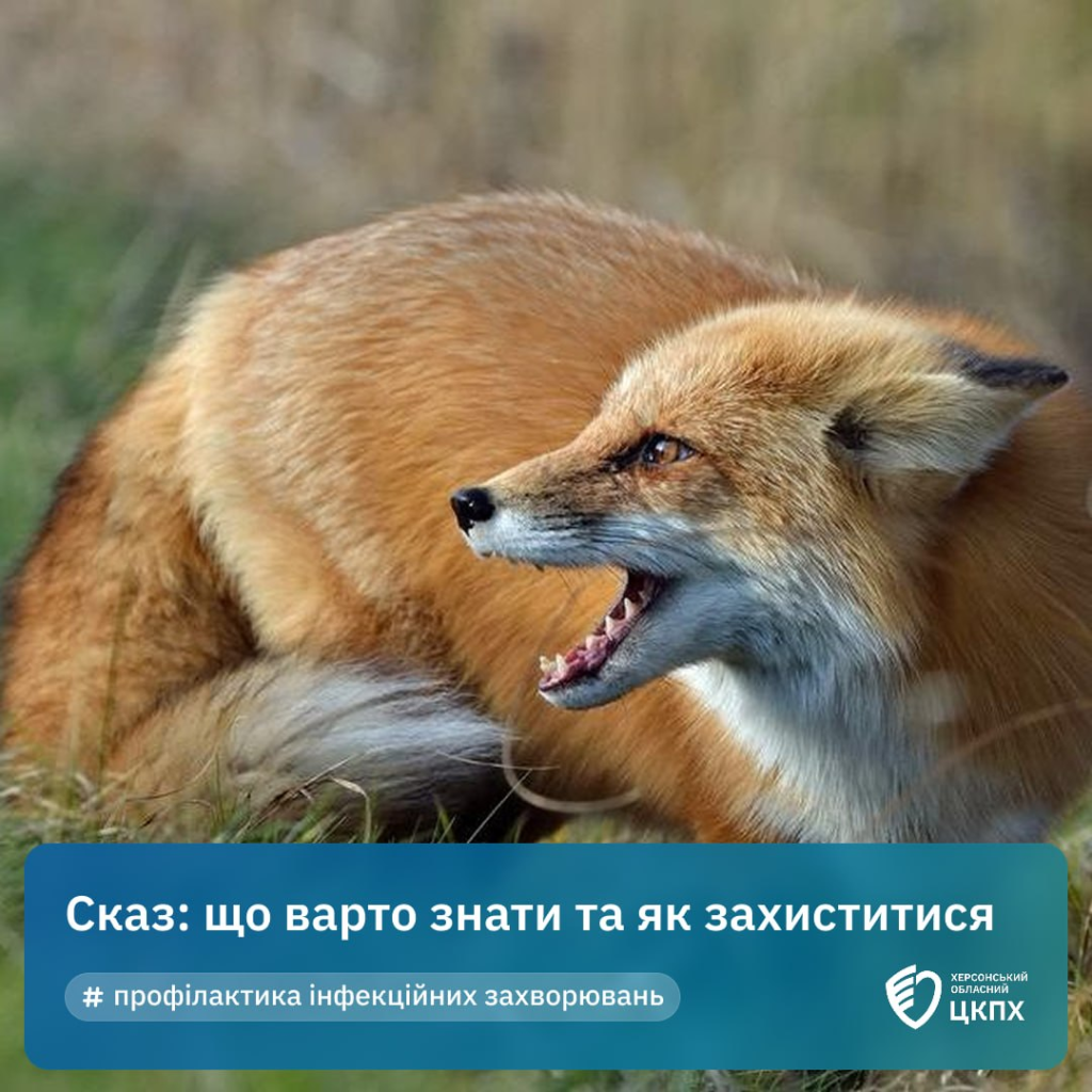 Інформаційний постер українською мовою: червона лисиця з відкритою пащею, видно зуби; фон природний із травою та розмитими земляними тонами; унизу текст — “Сказ: що варто знати та як захиститися”, “# профілактика інфекційних захворювань”; логотип Херсонського обласного ЦКПХ